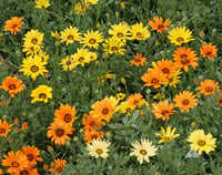 Buy gelb dimorphotheca sinuata blume samen online
