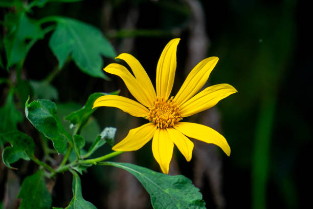 Buy gelb diversifolia blume samen online