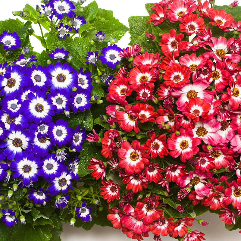 Rot Cineraria Blumensamen zur Aussaat duftend Blüten Traditionssorte & ohne Gentechnik Samen Hausgarten