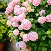 Buy light rosa hydrangea blume samen online