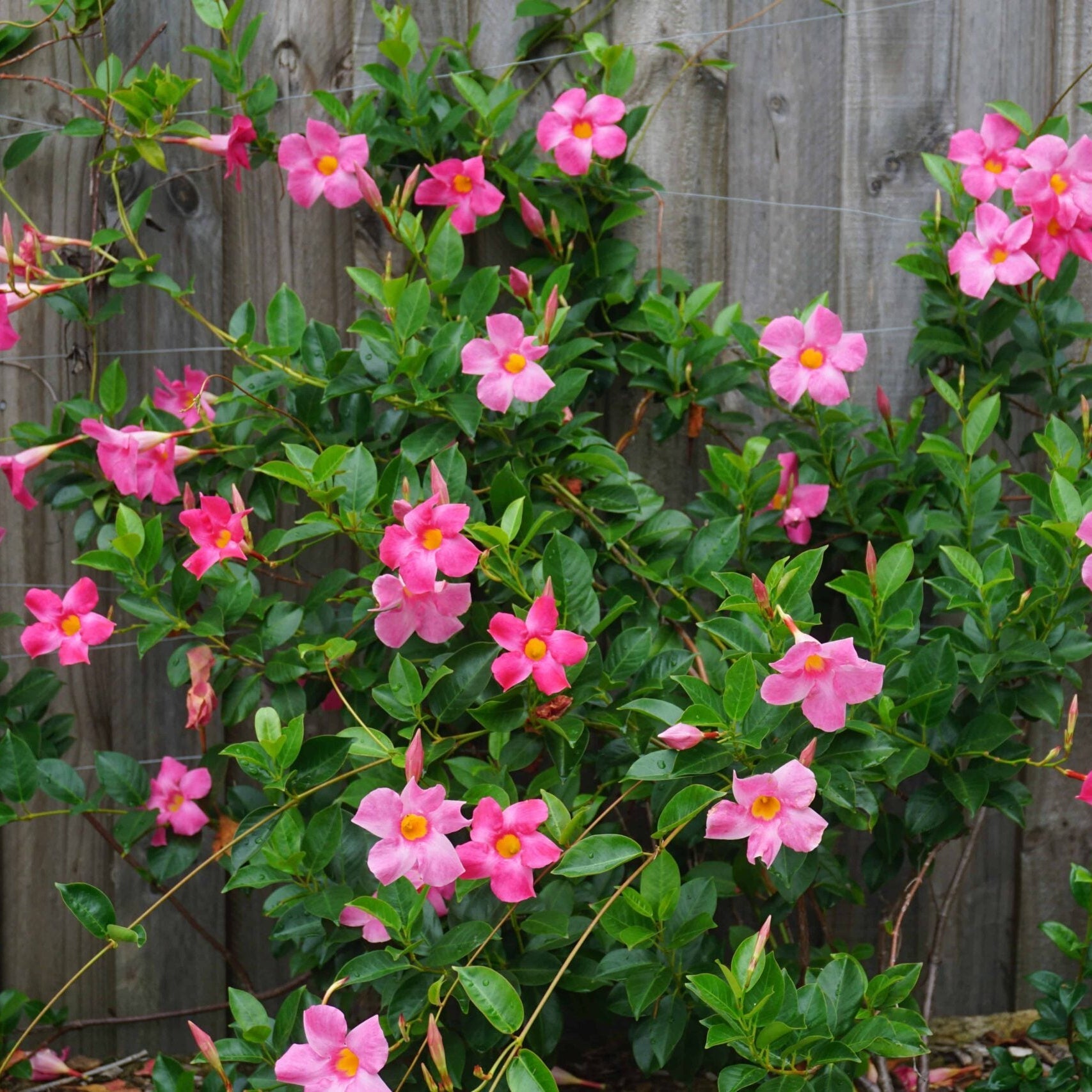 Buy rosa weiß mandevilla sanderi blume samen online
