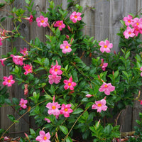 Buy rosa weiß mandevilla sanderi blume samen online