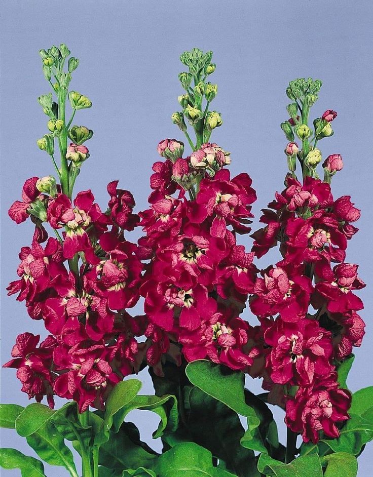 Buy matthiola incana maroon blume samen online