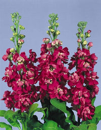Buy matthiola incana maroon blume samen online