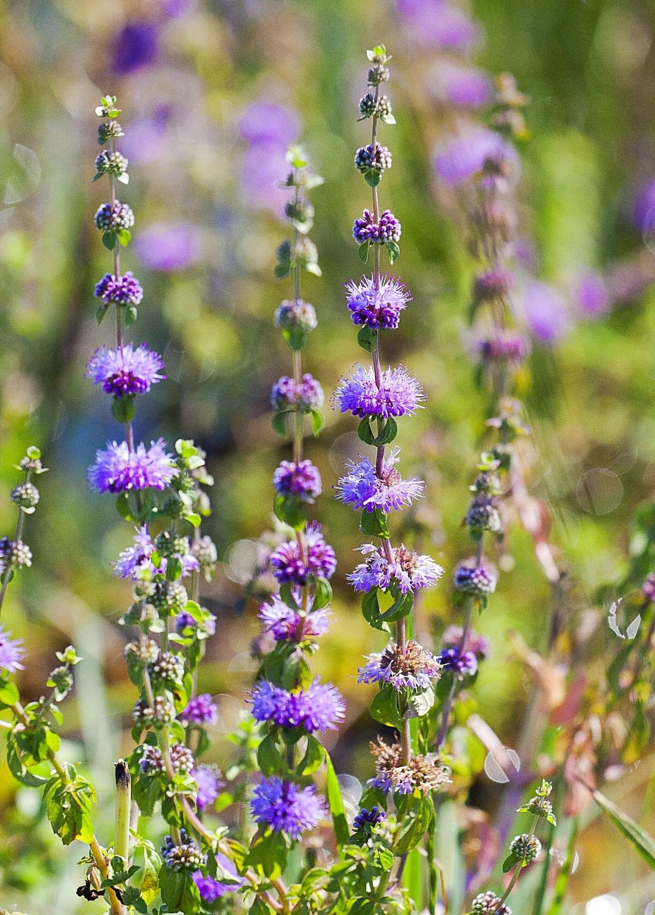 Buy violet pennyroyal blume samen online