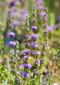 Buy violet pennyroyal blume samen online