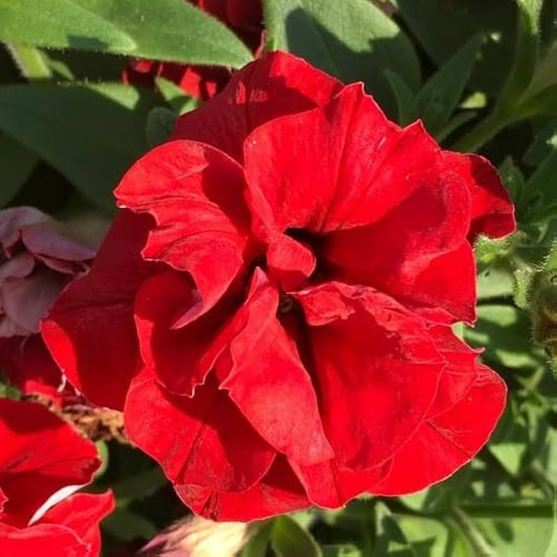 Buy rot double petunia samen online