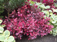 Lila Iresine Blumensamen zur Aussaat – Drought verträglich – Traditionssorte & ohne Gentechnik Samen Hausgarten