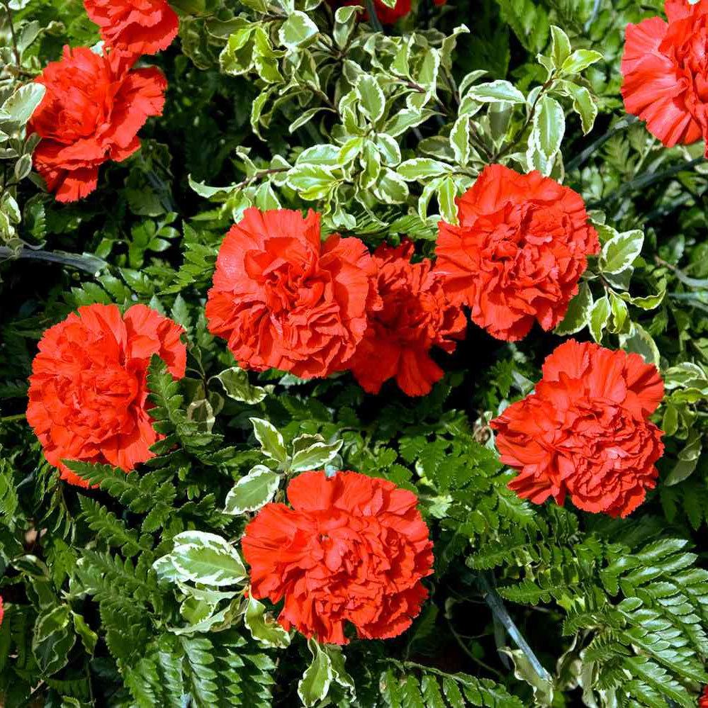 Buy bold rot carnation blume samen online
