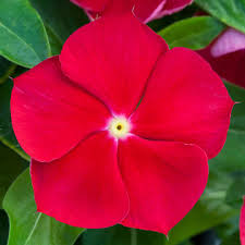Buy rot vinca periwinkle blume samen online