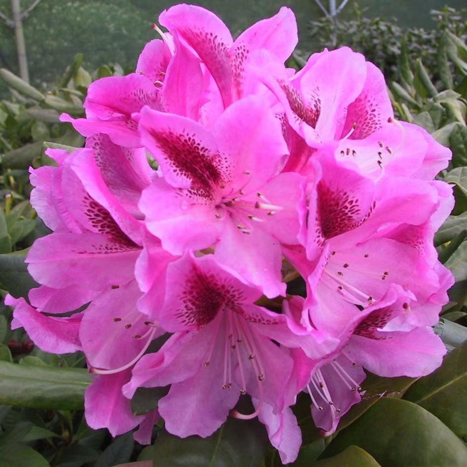 Buy rosa rhododendron samen online
