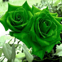 Buy rose blume samen online