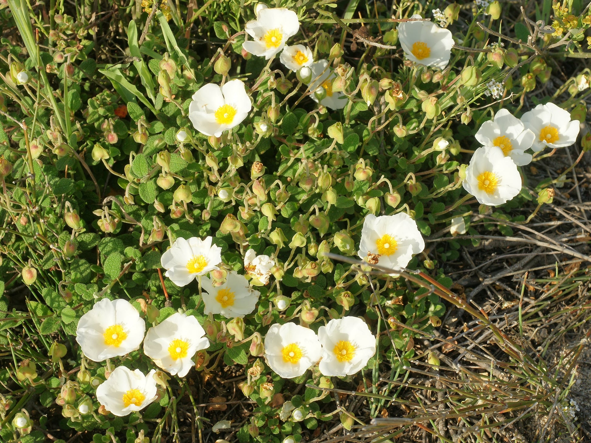 Buy salviifolius blume samen online