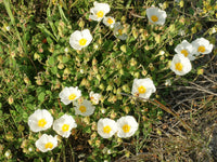 Buy salviifolius blume samen online