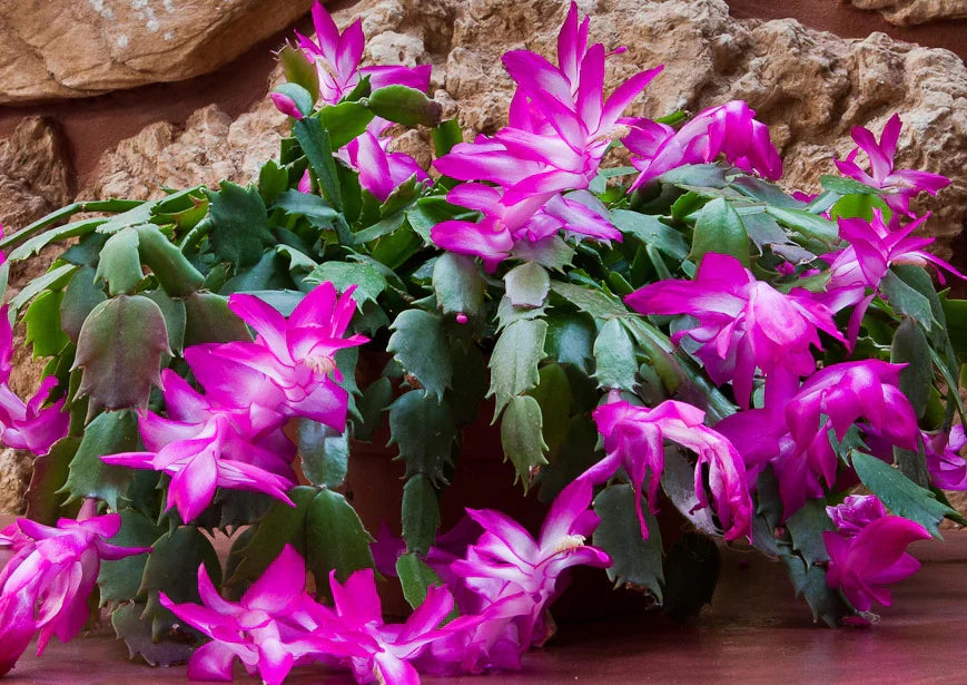 Buy lila schlumbergera blume samen online