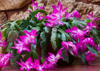 Buy lila schlumbergera blume samen online