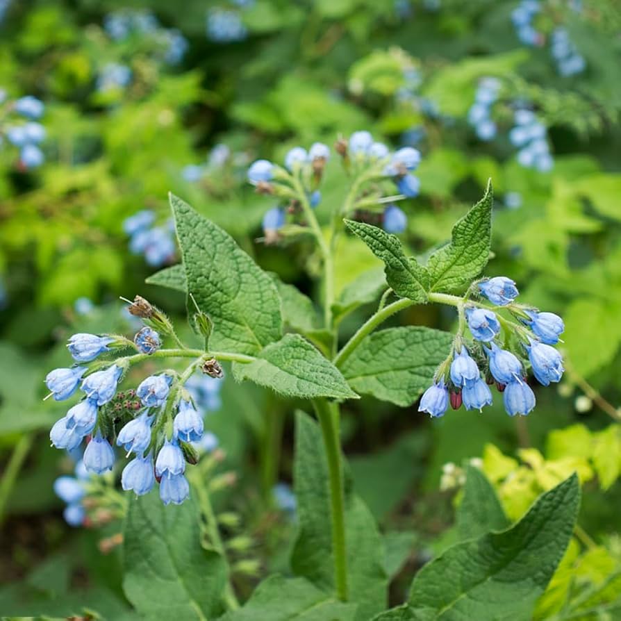 Buy violet symphytum blume samen online