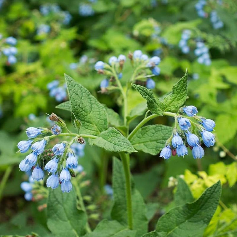 Buy violet symphytum blume samen online