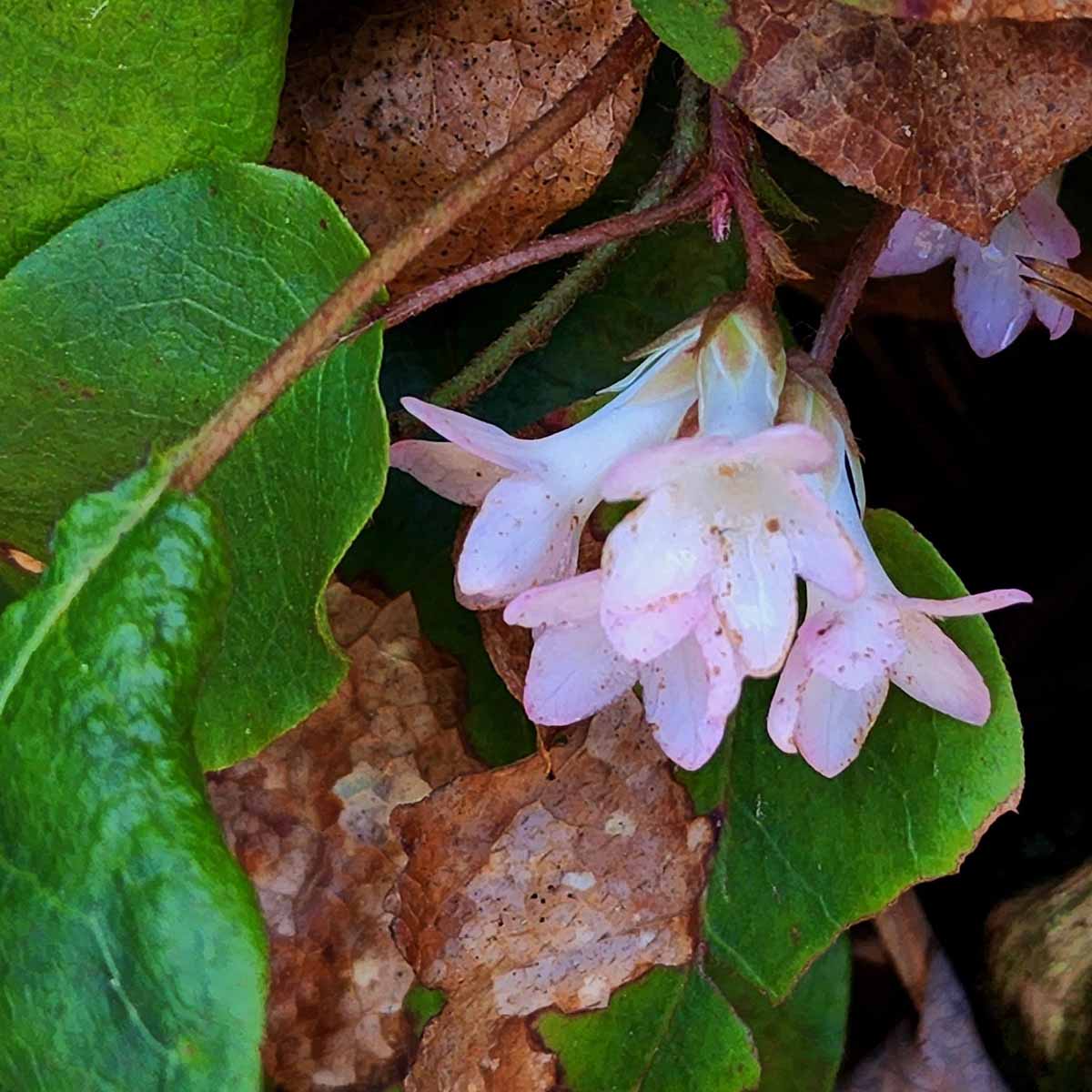 Buy trailing arbutus samen online