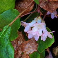 Buy trailing arbutus samen online