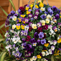Buy viola sorbet mixed blume samen online
