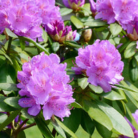 Buy violet rhododendron samen online