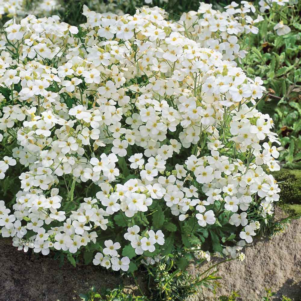 Buy weiß rock cress pflanze samen online
