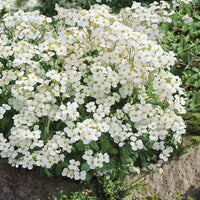 Buy weiß rock cress pflanze samen online