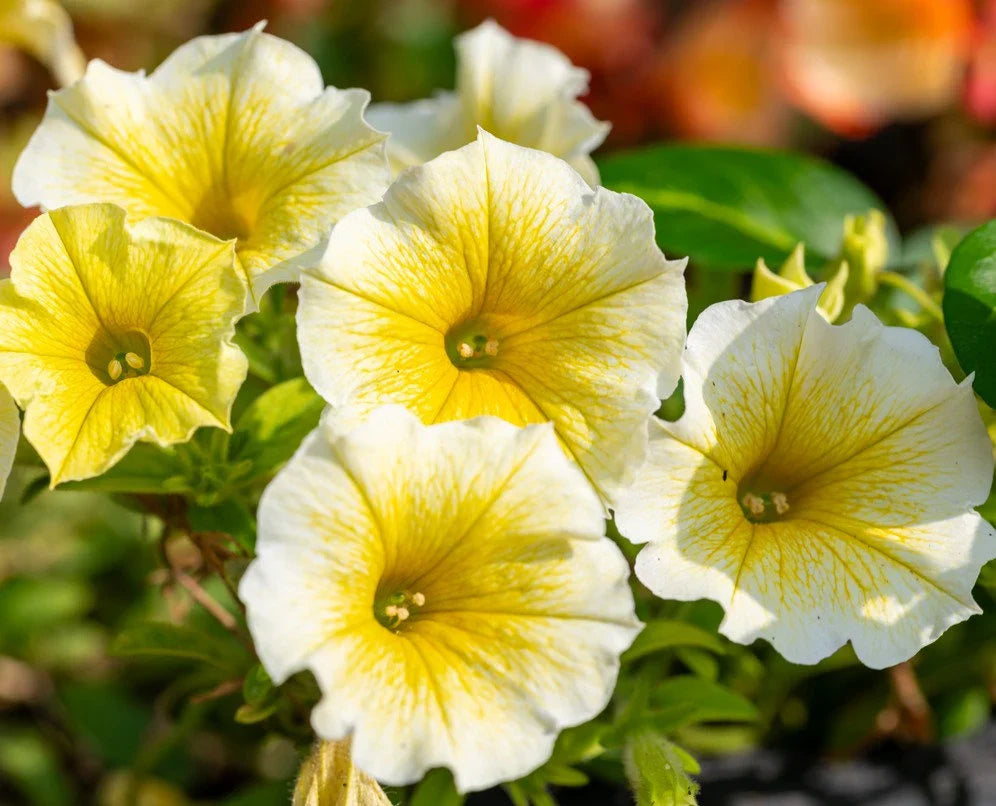 Buy bright light gelb petunia samen online