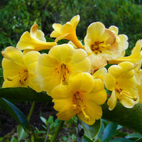 Buy gelb rhododendron samen online