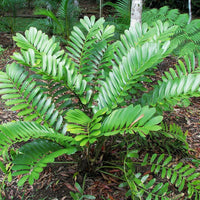 Grün zamia furfuracea blume samen for anpflanzung - drought tolerant, heirloom & gmo free samen for home garten
 
 sale for anpflanzung in home garten