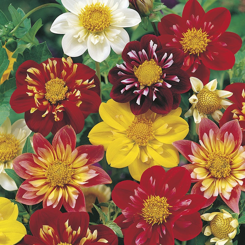 Dahlie Harlequin Samen farbenfroh – Striking Gartenblumen