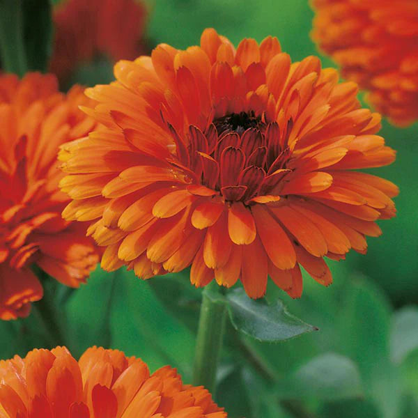 Rot Calendula Blumensamen zur Aussaat – farbenfroh Schau – Traditionssorte & ohne Gentechnik Samen Hausgarten