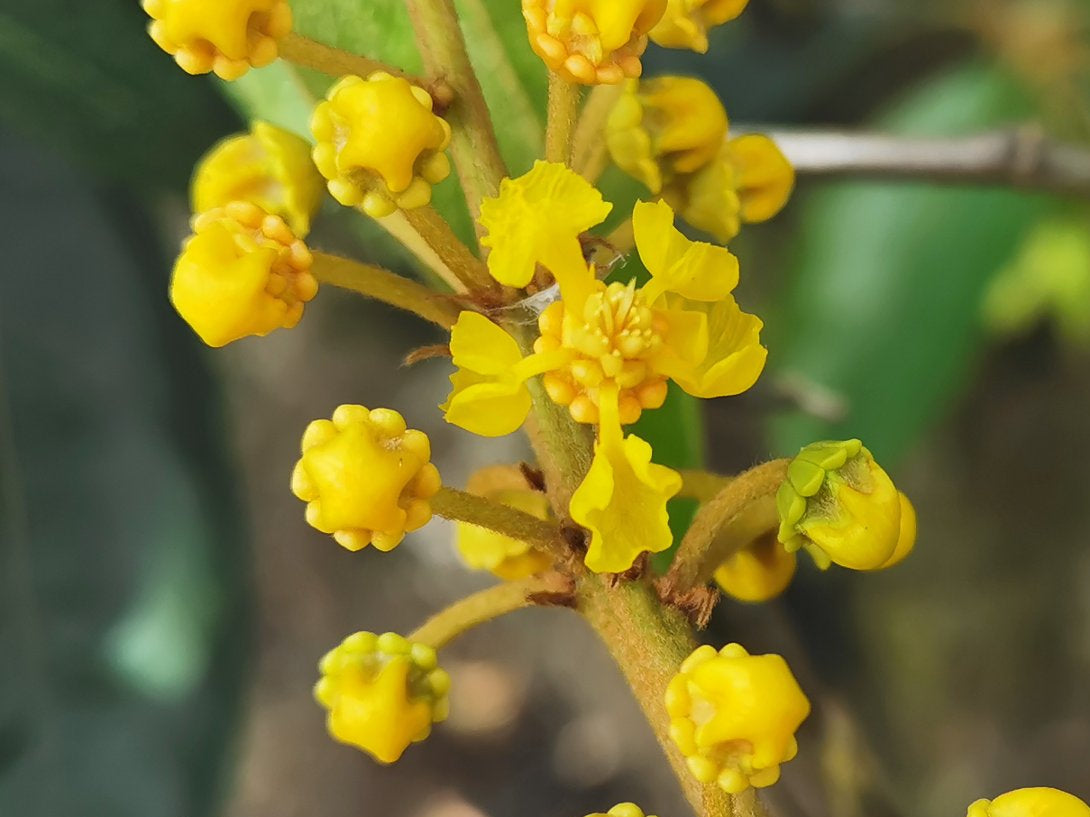 Byrsonima Crassifolia Blumensamen zur Aussaat robust Sorte Traditionssorte & ohne Gentechnik Samen Hausgarten