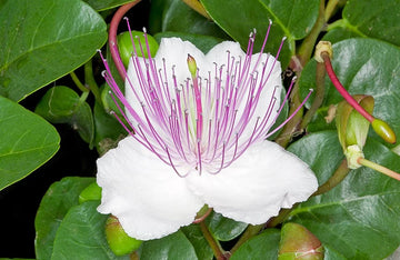 Capparis Spinosa Blumensamen zur Aussaat – mehrjährige Blumensamen Blüten