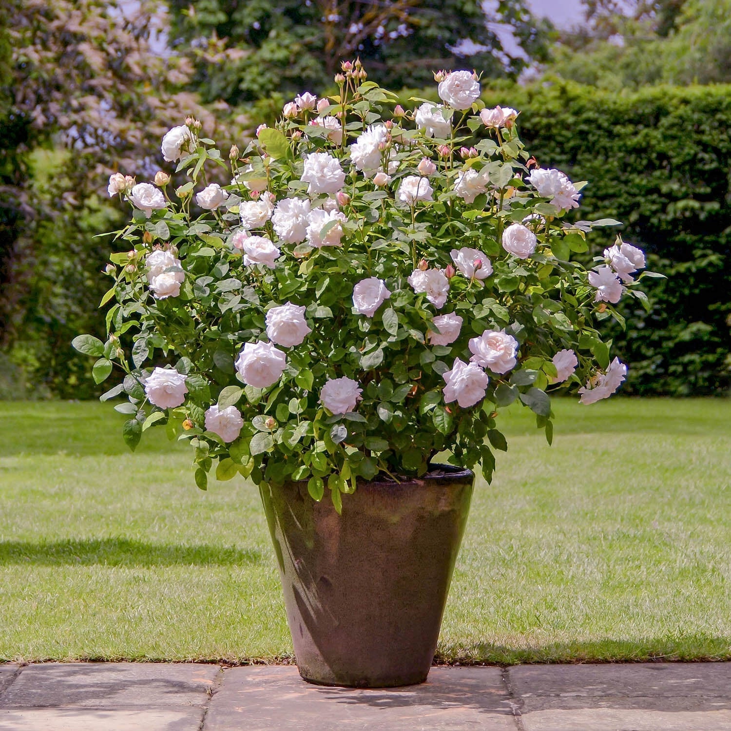 English Groundcover Rose Rosa hybrida Samen zur Aussaat Landhaus Garten floral Beet