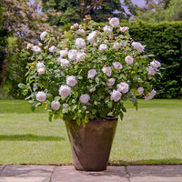 English Groundcover Rose Rosa hybrida Samen zur Aussaat Landhaus Garten floral Beet