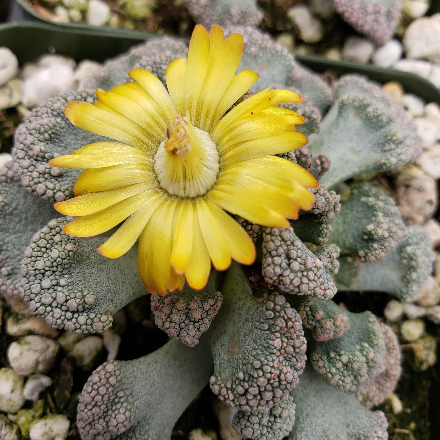 Titanopsis Fulleri Aussaat einzigartig Succulent Schönheit Samen üppig Wuchs und leuchtend Blüten