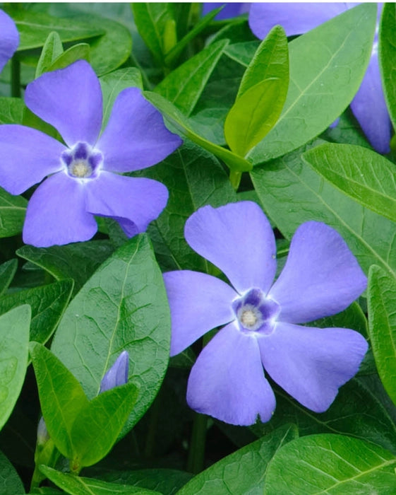 Violett Immergrün Immergrün Samen zur Aussaat – Blüten