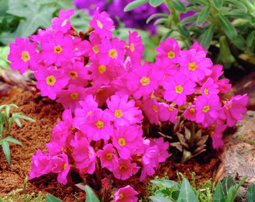 Himalayan Schlüsselblume Blumensamen zur Aussaat hochwertige Qualitäts- Traditionssorte & ohne Gentechnik Samen Hausgarten
