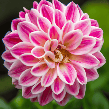 Zinnia weiß rosa blume samen for anpflanzung - garten favorite, heirloom & gmo free samen for home garten
 
 sale for anpflanzung in home garten.