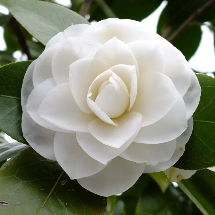 Weiß Lila Kamelie Blumensamen zur Aussaat – duftend Blüten – Traditionssorte & ohne Gentechnik Samen Hausgarten
