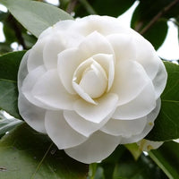 Weiß Lila Kamelie Blumensamen zur Aussaat – duftend Blüten – Traditionssorte & ohne Gentechnik Samen Hausgarten