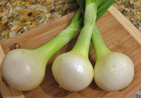Scallion Gemüsesamen  Perfect zum Pflanzen