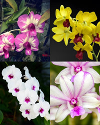 Gemischt Schmetterlingsorchidee Orchidee Blumensamen zur Aussaat – farbenfroh Schau – Traditionssorte & ohne Gentechnik Samen Hausgarten