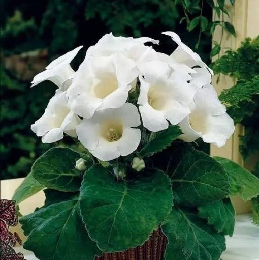 Weiß gloxinia blume samen for anpflanzung - cut blume favorite, heirloom & gmo free samen for home garten
 
 sale samen for home garten