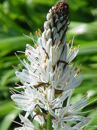 Traditionssorte Asphodelus Albus Blumensamen zur Aussaat Bestäuber freundlich Traditionssorte & ohne Gentechnik Samen Hausgarten