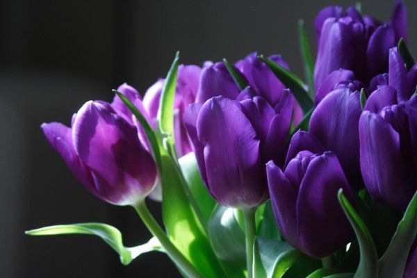 Tulpe Blumensamen Kollektion elegant Garten Aussaat