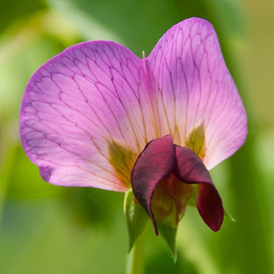 Pisum Sativum Blumensamen zur Aussaat – pflegeleicht – Traditionssorte & ohne Gentechnik Samen Hausgarten