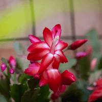Deep rot schlumbergera blume samen for anpflanzung long bloom season heirloom & gmo free samen for home garten
 
 sale samen for home garten anpflanzung